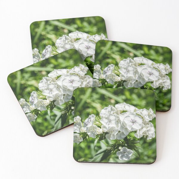 Item preview, White Sweet Williams Blooms Flower Photography designed and sold by CaytlinEPhotos.