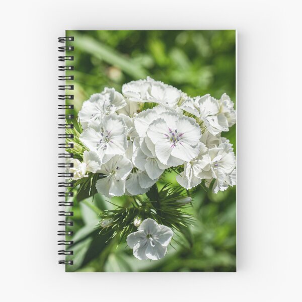 Item preview, White Sweet Williams Blooms Flower Photography designed and sold by CaytlinEPhotos.