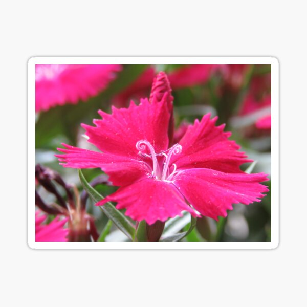 Item preview, Chen clan Academy - Pink Dianthus flowers in the garden designed and sold by exploramum.