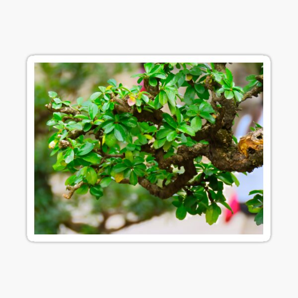 Item preview, Bonsai in the Garden at Chen Clan Academy - Guangzhou China designed and sold by exploramum.