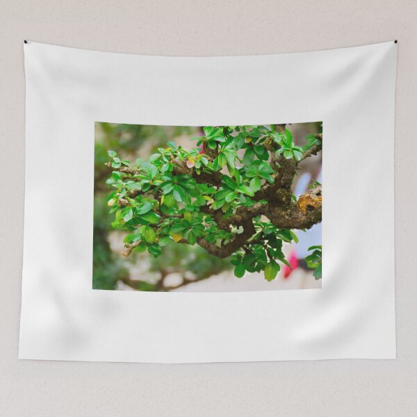 Item preview, Bonsai in the Garden at Chen Clan Academy - Guangzhou China designed and sold by exploramum.
