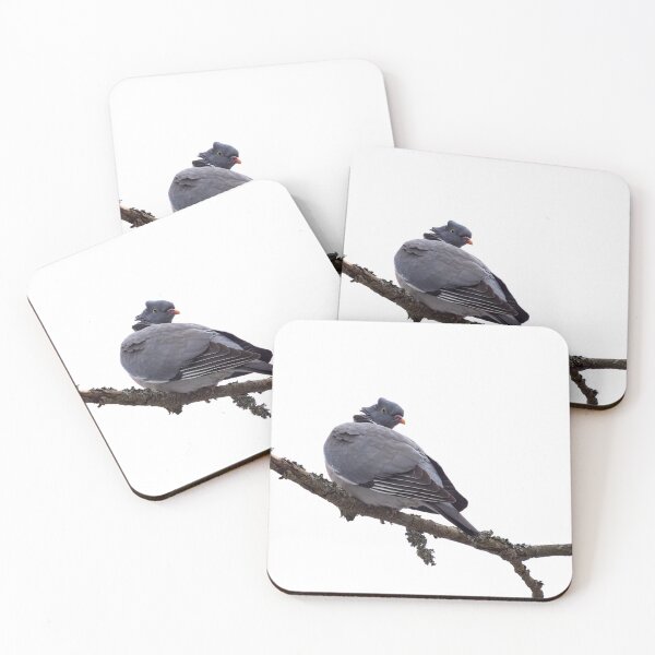 Item preview, Hair up. Common wood pigeon transparent designed and sold by Jouko Lehto Photography.