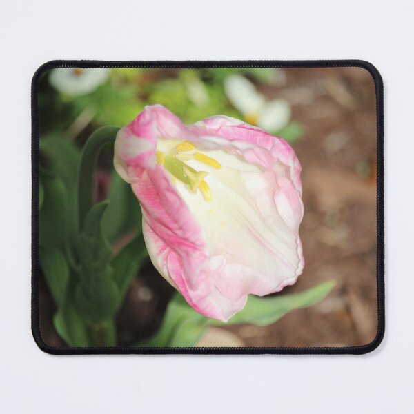 Item preview, Delicate Pink Tulip designed and sold by Cynthia48.