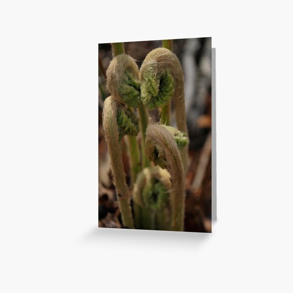 Item preview, Fiddle heads "ferns"  designed and sold by Jeff stroud.