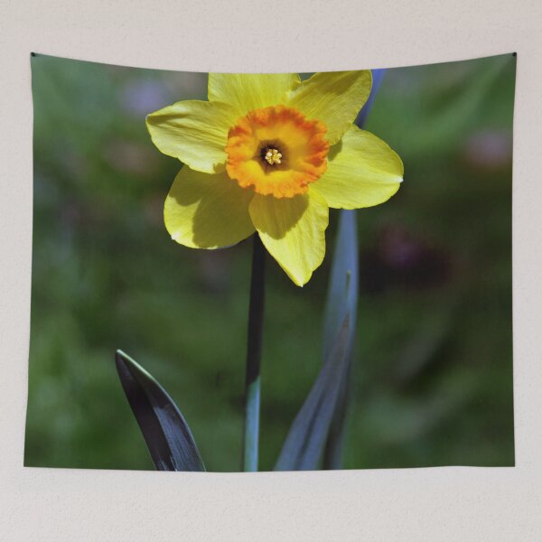 Item preview, Daffodil designed and sold by Tom McPherson Photography.
