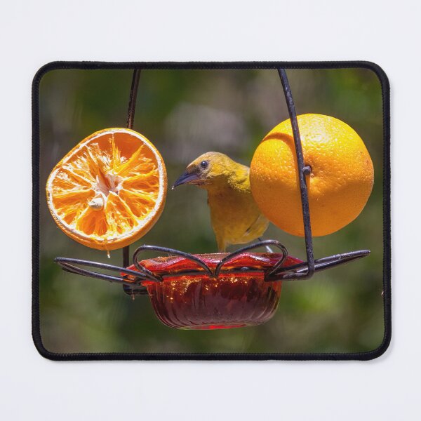 Item preview, Juvenile Oriole Enjoying Oranges and Jelly designed and sold by CarolM.