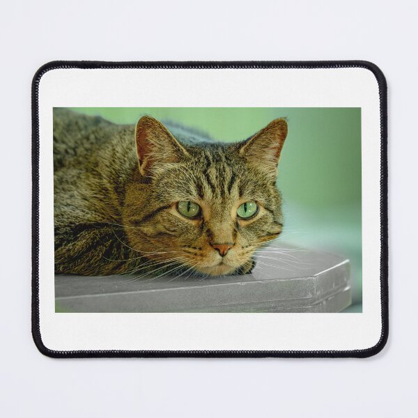 Item preview, Gazing Feline designed and sold by Bettie-Scott.