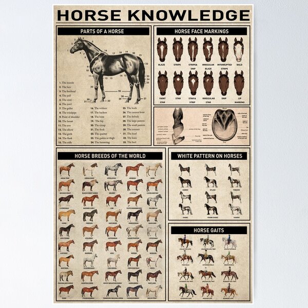 Aperçu de l'œuvre Encyclopédie équine : explorez la connaissance du cheval créée et vendue par Bono1990.
