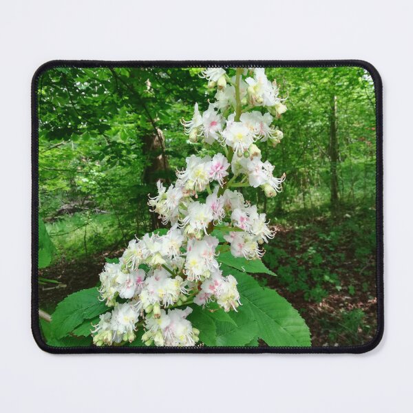 Item preview, Horse chestnut blossom photograph designed and sold by esvb.