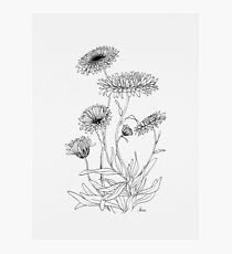 Calendula Flower Photographic Print
