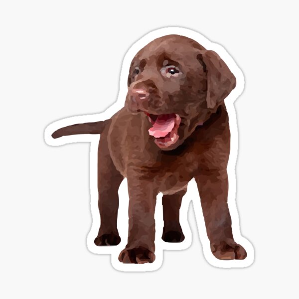 Chocolate Lab Sticker