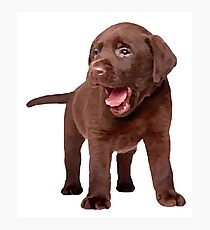 Chocolate Lab Photographic Print