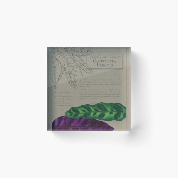 Item preview, Rattlesnake Plant | Goeppertia Insignis | Calathea Botanical Illustration | Houseplants designed and sold by Jennifer Walsh Design.