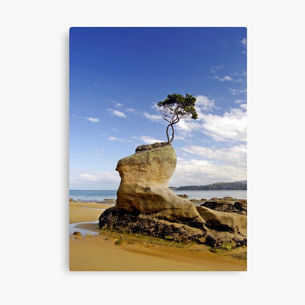 Beached Tree Canvas Print