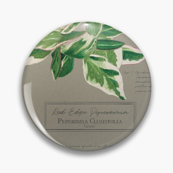 Item preview, Peperomia Clusiifolia 'Ginny' Botanical Illustration | Vintage Style on Paper designed and sold by Jennifer Walsh Design.