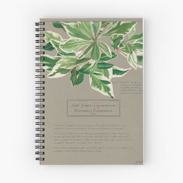 Item preview, Peperomia Clusiifolia 'Ginny' Botanical Illustration | Vintage Style on Paper designed and sold by Jennifer Walsh Design.