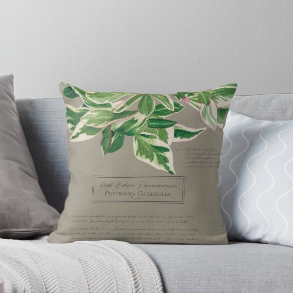 Item preview, Peperomia Clusiifolia 'Ginny' Botanical Illustration | Vintage Style on Paper designed and sold by Jennifer Walsh Design.