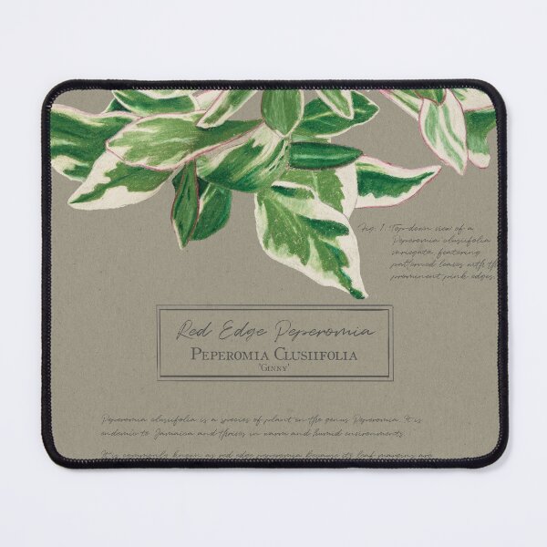 Item preview, Peperomia Clusiifolia 'Ginny' Botanical Illustration | Vintage Style on Paper designed and sold by Jennifer Walsh Design.