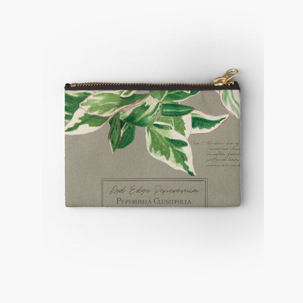 Item preview, Peperomia Clusiifolia 'Ginny' Botanical Illustration | Vintage Style on Paper designed and sold by Jennifer Walsh Design.