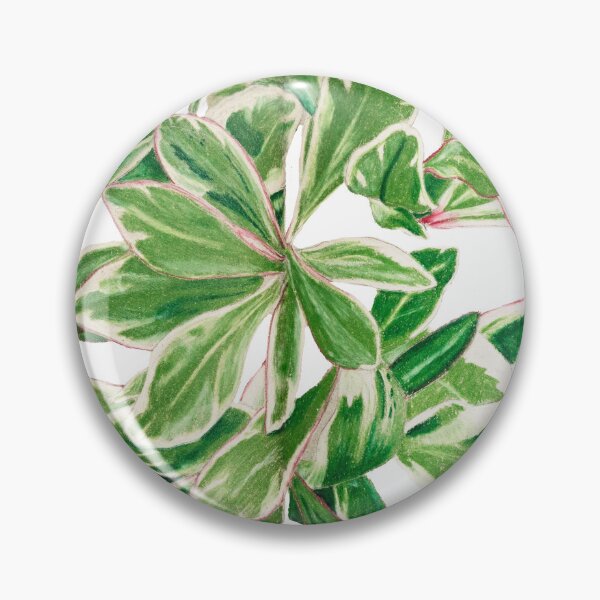 Item preview, Peperomia 'ginny' | Peperomia Clusiifolia Botanical Illustration | Vintage Style Illustration designed and sold by Jennifer Walsh Design.