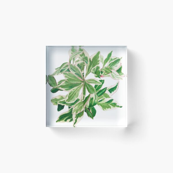 Item preview, Peperomia 'ginny' | Peperomia Clusiifolia Botanical Illustration | Vintage Style Illustration designed and sold by Jennifer Walsh Design.