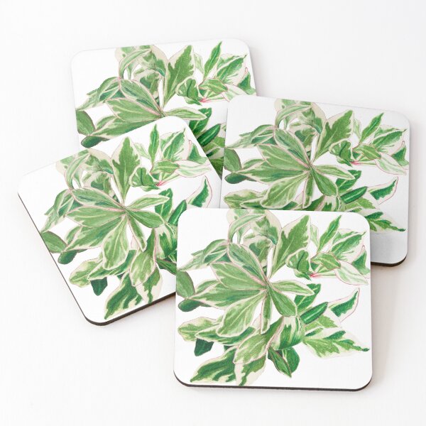 Item preview, Peperomia 'ginny' | Peperomia Clusiifolia Botanical Illustration | Vintage Style Illustration designed and sold by Jennifer Walsh Design.