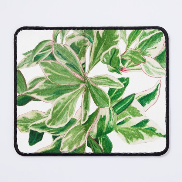 Item preview, Peperomia 'ginny' | Peperomia Clusiifolia Botanical Illustration | Vintage Style Illustration designed and sold by Jennifer Walsh Design.