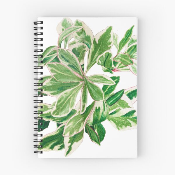 Item preview, Peperomia 'ginny' | Peperomia Clusiifolia Botanical Illustration | Vintage Style Illustration designed and sold by Jennifer Walsh Design.