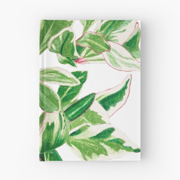 Item preview, Peperomia 'ginny' | Peperomia Clusiifolia Botanical Illustration | Vintage Style Illustration designed and sold by Jennifer Walsh Design.