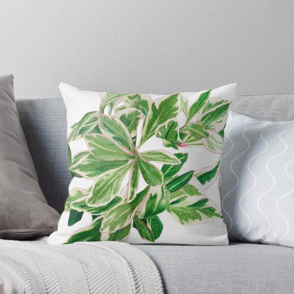Item preview, Peperomia 'ginny' | Peperomia Clusiifolia Botanical Illustration | Vintage Style Illustration designed and sold by Jennifer Walsh Design.