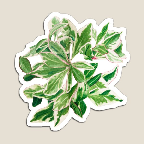 Artikelvorschau, Peperomia 'ginny' | Botanische Illustration von Peperomia Clusiifolia | Illustration im Vintage-Stil entworfen und verkauft von Jennifer Walsh Design.