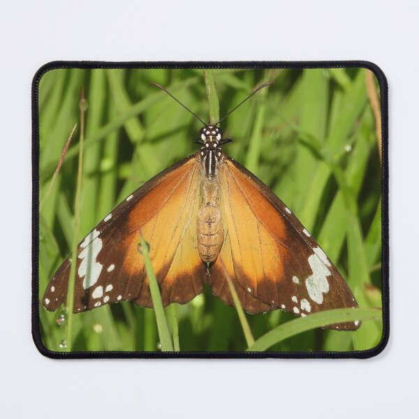 Item preview, Brown, orange and white butterfly designed and sold by Jenny  Dyer.