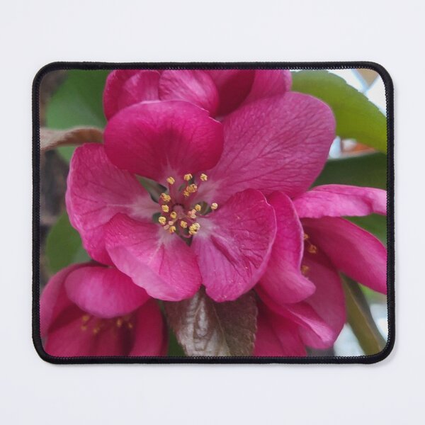 Item preview, Fuchsia Color Flower in Bloom designed and sold by WhiteSoftPetals.