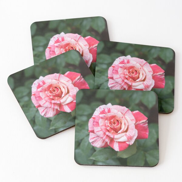 Item preview, Candy Cane Rose - A Wonderiffic Striped Bloom to Delight You designed and sold by Georgia Mizuleva.