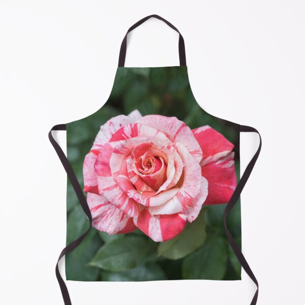 Item preview, Candy Cane Rose - A Wonderiffic Striped Bloom to Delight You designed and sold by Georgia Mizuleva.