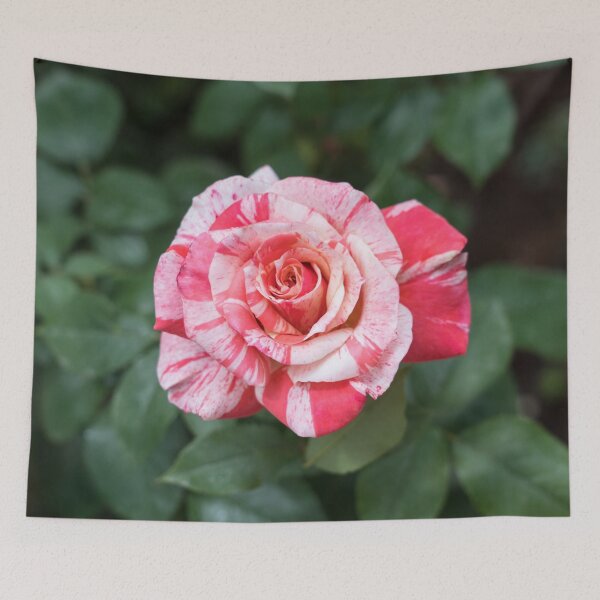 Item preview, Candy Cane Rose - A Wonderiffic Striped Bloom to Delight You designed and sold by Georgia Mizuleva.
