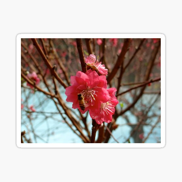 Item preview, Bee Careful - Cherry Blossom at China Baomo Garden - Chinese New Year - Guangzhou, China designed and sold by exploramum.