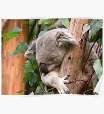 Australischer Koala schlafend im Baum Poster