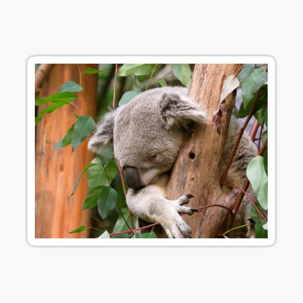 Item preview, Australian Koala Asleep In The Tree designed and sold by exploramum.