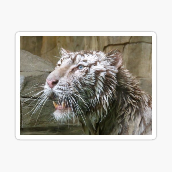 Item preview, White Tiger After A Swim 1 designed and sold by exploramum.