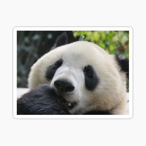 Item preview, Umm - Did I say that? China Panda Close up - Guangzhou designed and sold by exploramum.