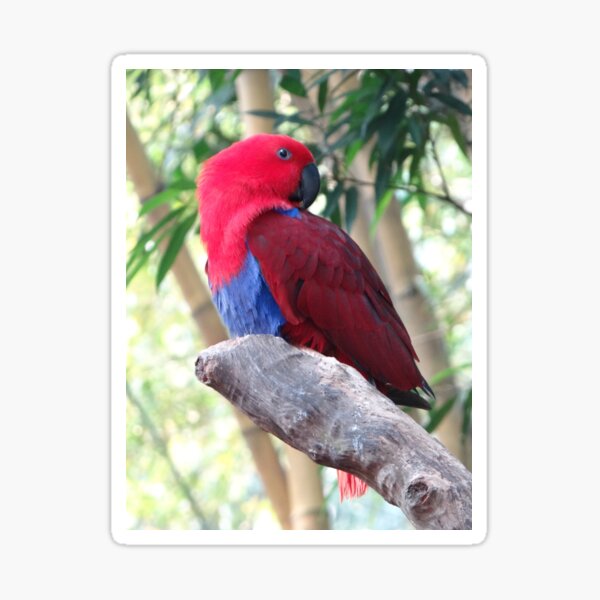 Eclectus Roratus - Bright Red Bird Sticker