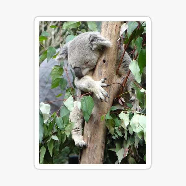 Item preview, Australian Koala Asleep In the Gum Tree designed and sold by exploramum.
