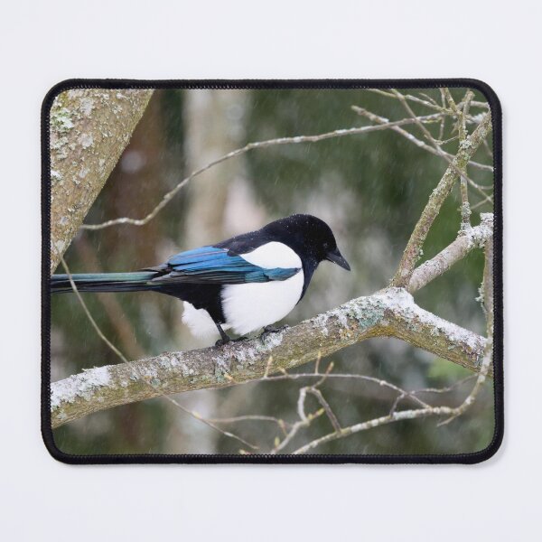Item preview, The last snow of the spring. Eurasian magpie designed and sold by Jouko Lehto Photography.