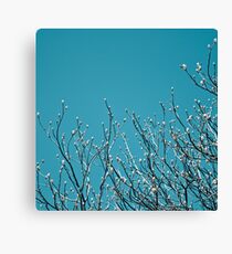 Blossoms Canvas Print
