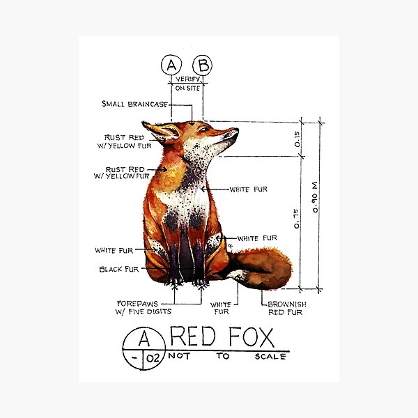 Anatomy of a fox gifts foxes red fox' Women's T-Shirt