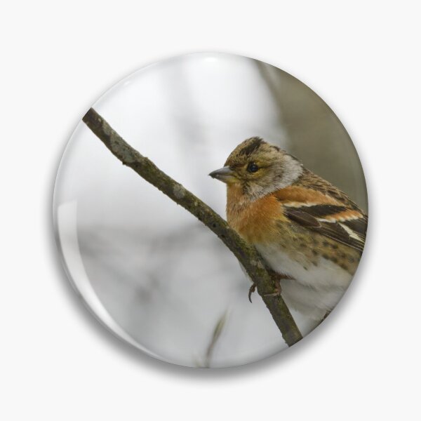 Item preview, Where is the spring. Brambling designed and sold by Jouko Lehto Photography.