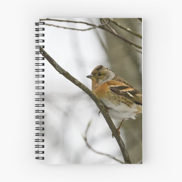 Item preview, Where is the spring. Brambling designed and sold by Jouko Lehto Photography.