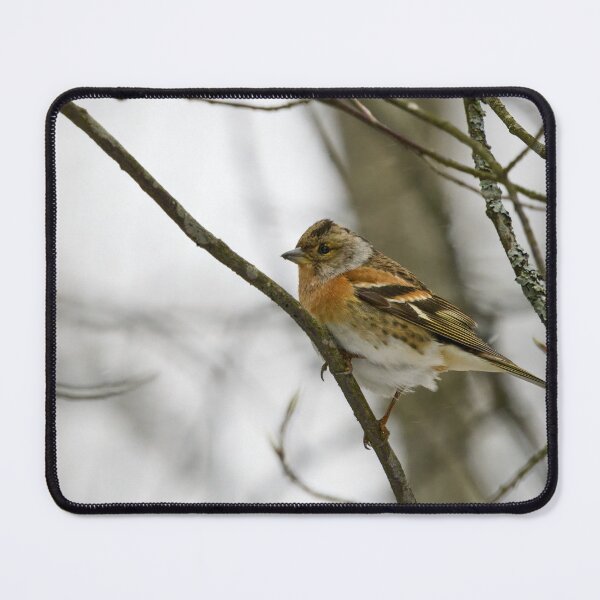Item preview, Where is the spring. Brambling designed and sold by Jouko Lehto Photography.