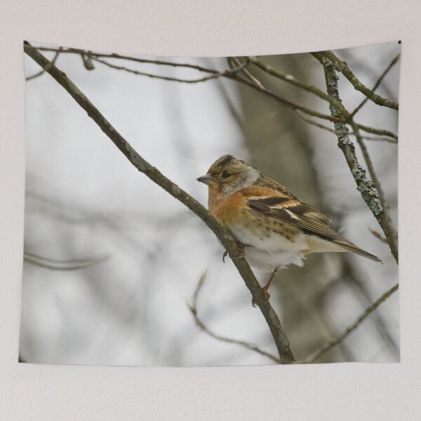 Item preview, Where is the spring. Brambling designed and sold by Jouko Lehto Photography.